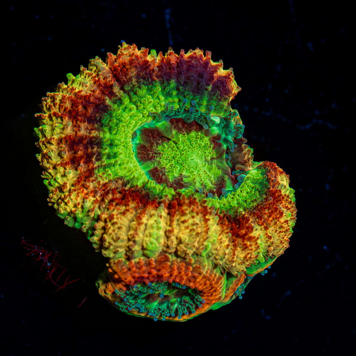 Chomper Asian Acan Coral with fleshy polyps in reef aquarium