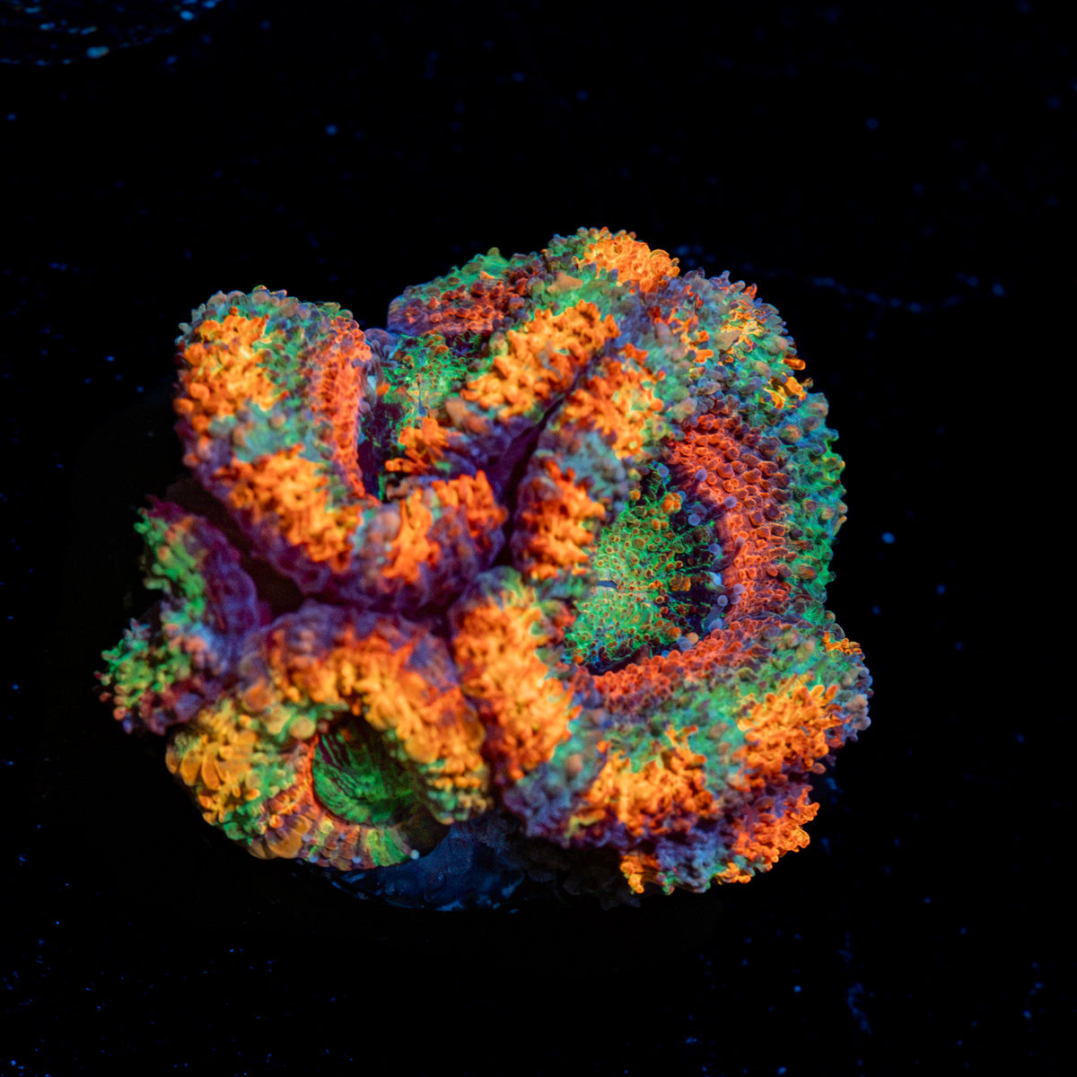 Lunar Eclipse Rainbow Acan Coral with fleshy polyps in reef aquarium