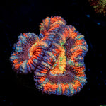 Candy Crush Rainbow Acan Coral with fleshy polyps in reef aquarium