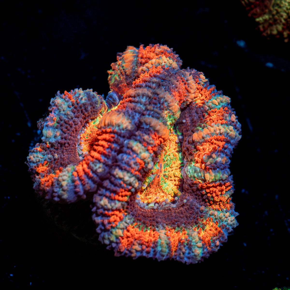 Candy Crush Rainbow Acan Coral with fleshy polyps in reef aquarium