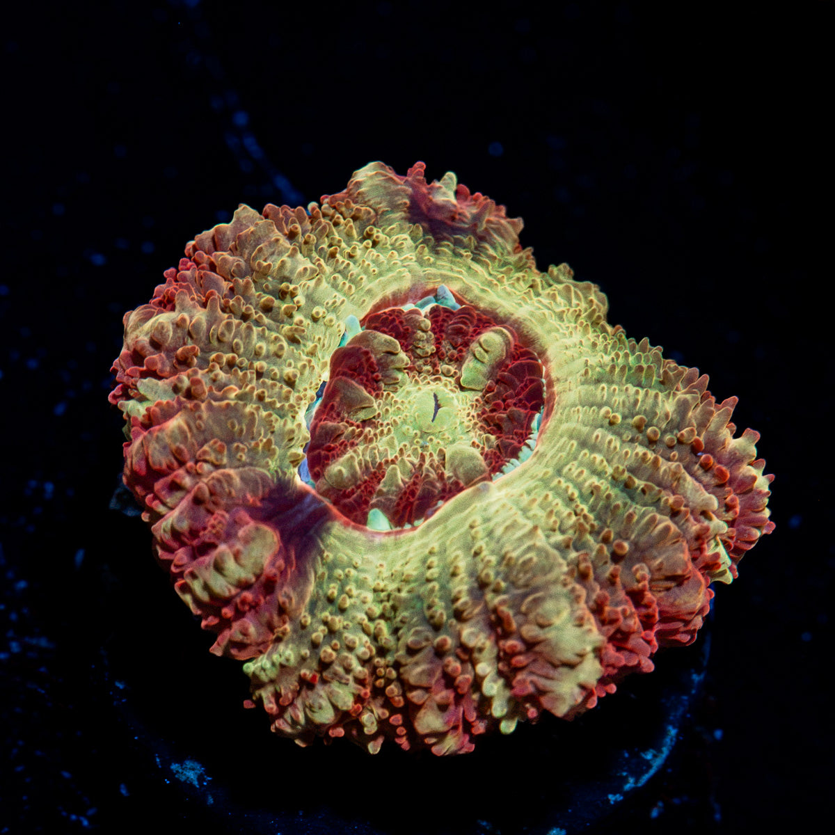 Hades Ego Acan Coral with fleshy polyps in reef aquarium