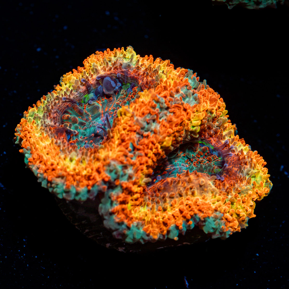 Rising Sun Rainbow Acan Coral with fleshy polyps in reef aquarium