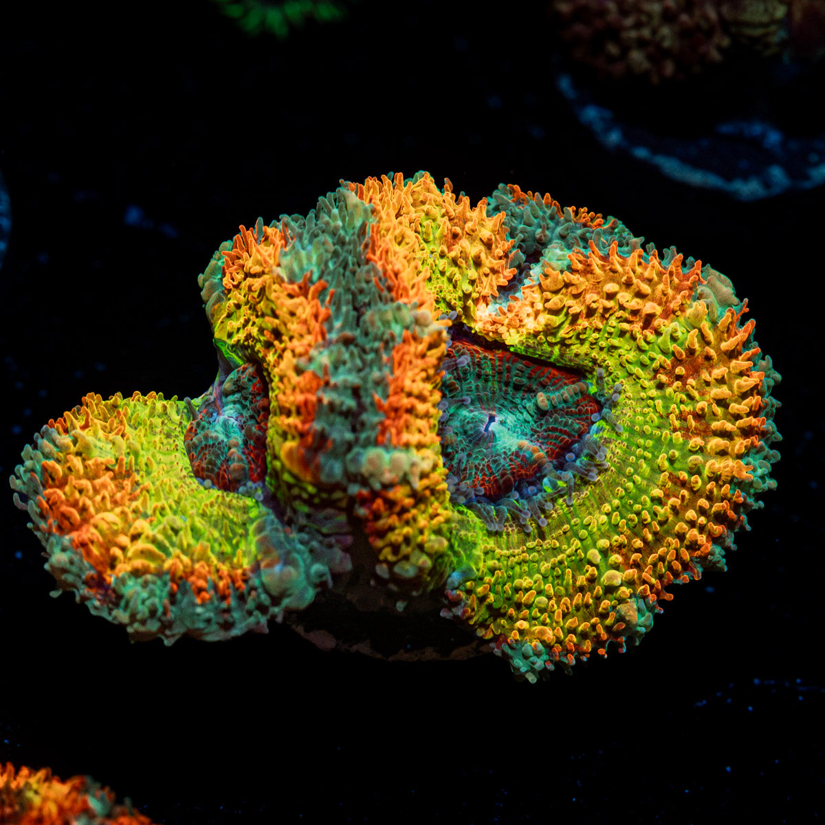 Stormbreaker Rainbow Acan Coral with fleshy polyps in reef aquarium