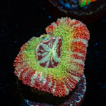 Pirate Hunter Asian Acan Coral with fleshy polyps in reef aquarium