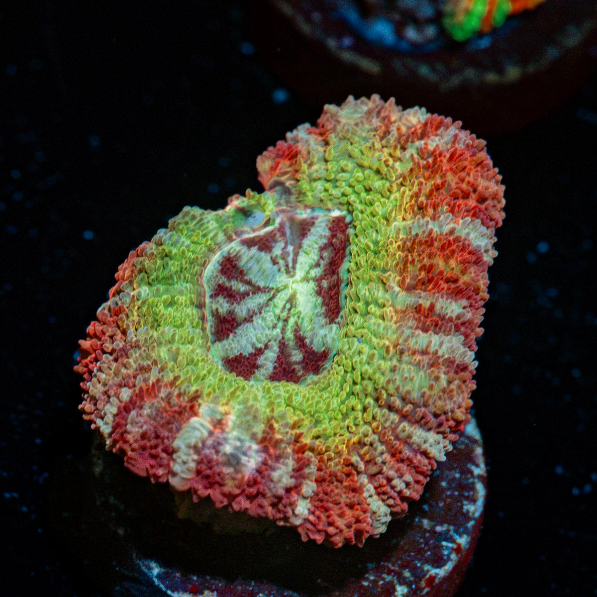 Pirate Hunter Asian Acan Coral with fleshy polyps in reef aquarium