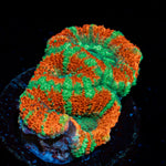 Captain Hook Acan Coral with fleshy polyps in reef aquarium