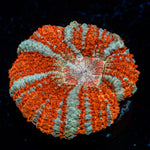 Tony the Tiger Asian Acan Coral with fleshy polyps in reef aquarium