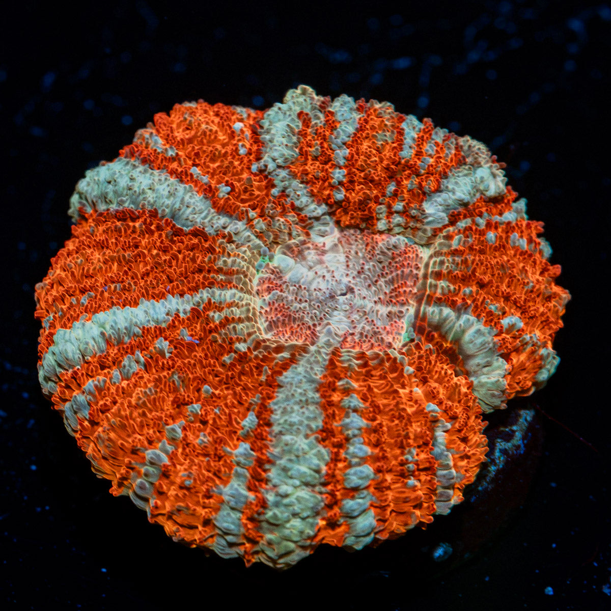 Tony the Tiger Asian Acan Coral with fleshy polyps in reef aquarium