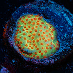 Burning Banana Stylocoeniella Coral
