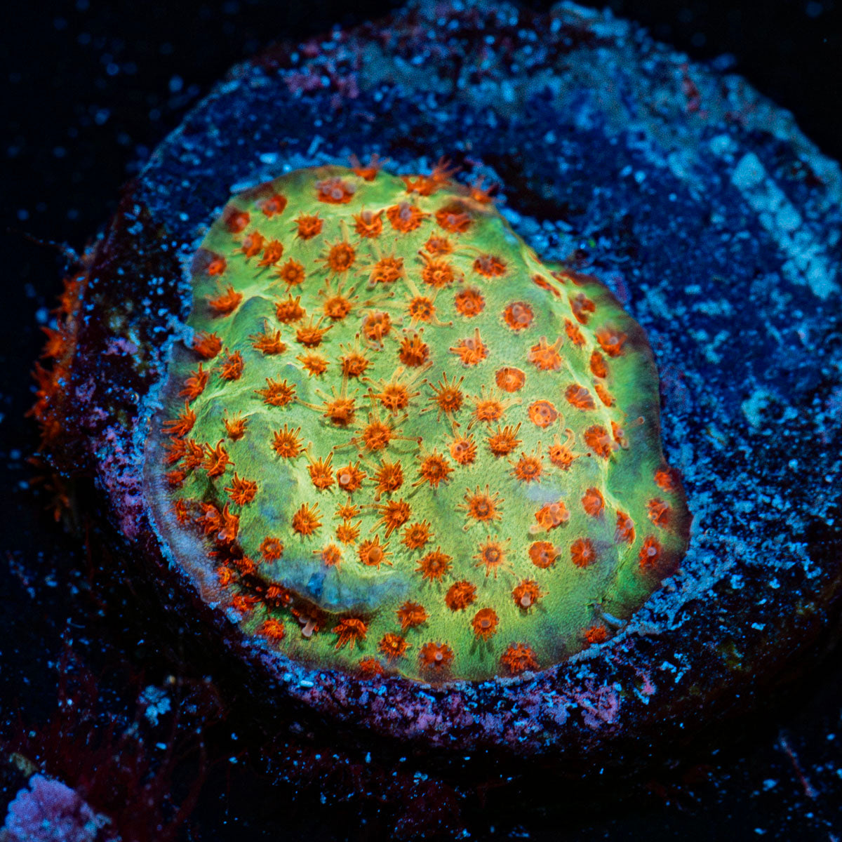 Burning Banana Stylocoeniella Coral
