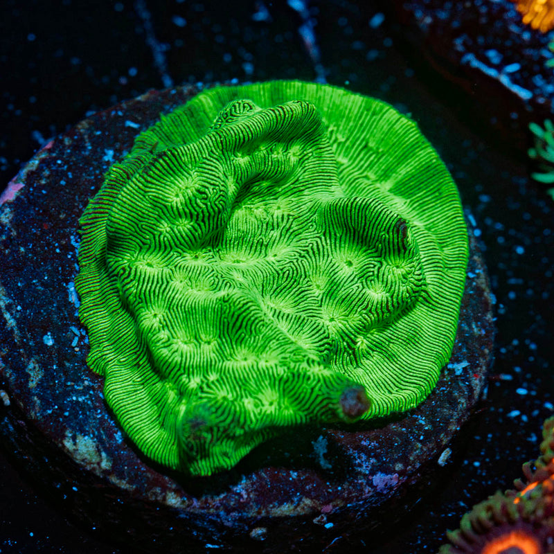 Hulk Smash Lepto Coral