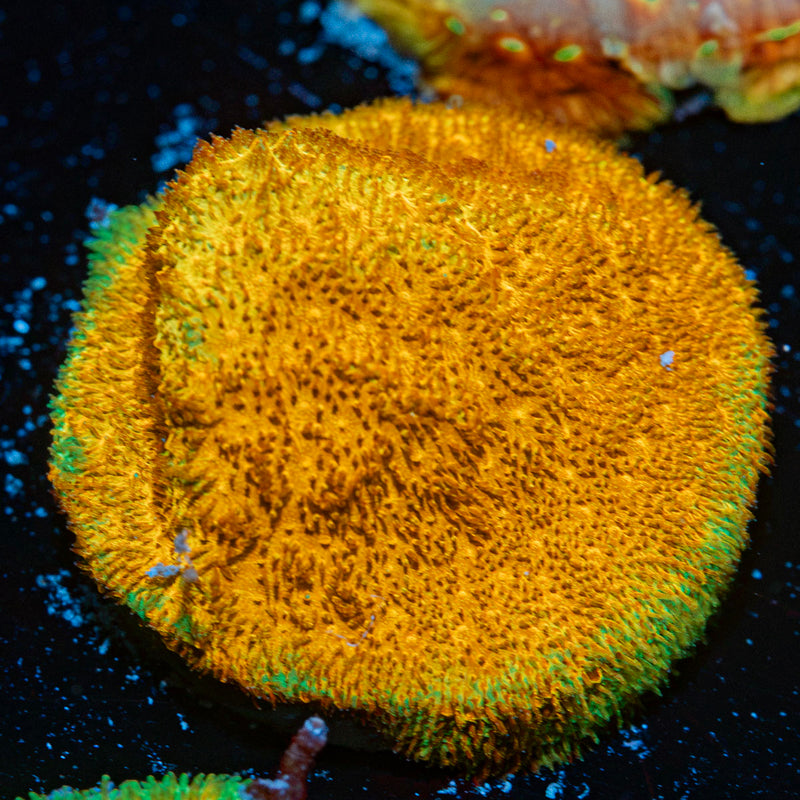 Watermelon Pascamacora Coral