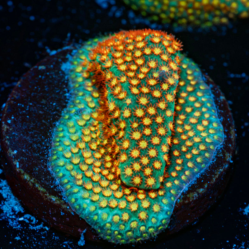 Close Encounter Stylocoeniella Coral