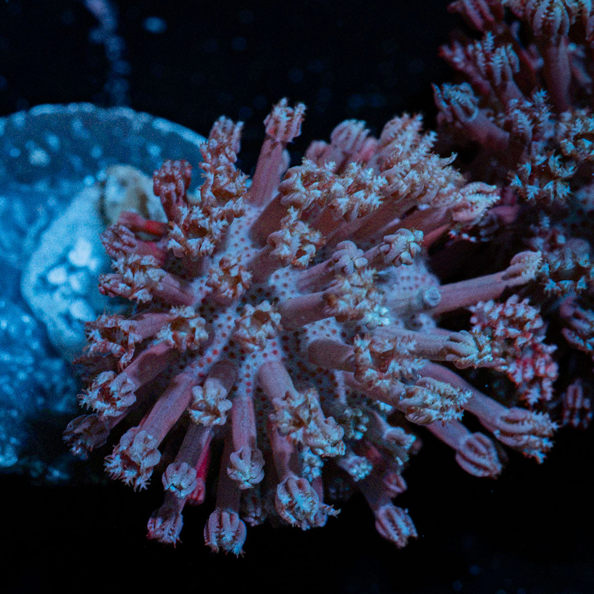 Classic Toadstool Leather Coral with mushroom disc in reef aquarium