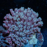 Classic Toadstool Leather Coral with smooth cap in reef aquarium