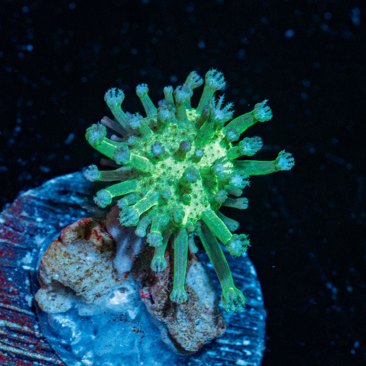 Green Toadstool Leather Coral with mushroom disc in reef aquarium