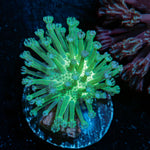 Green Toadstool Leather Coral with soft coral mushroom disc in reef aquarium