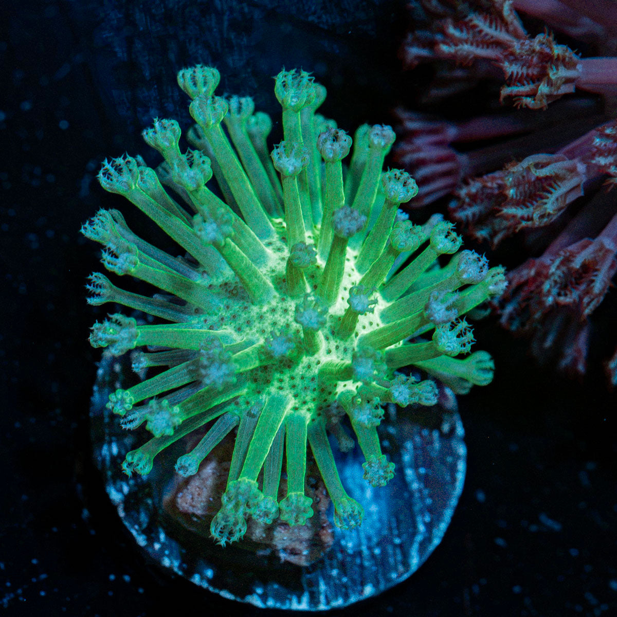 Green Toadstool Leather Coral with soft coral mushroom disc in reef aquarium