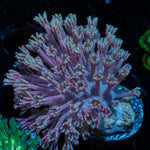 Classic Toadstool Leather Coral with smooth cap in reef aquarium