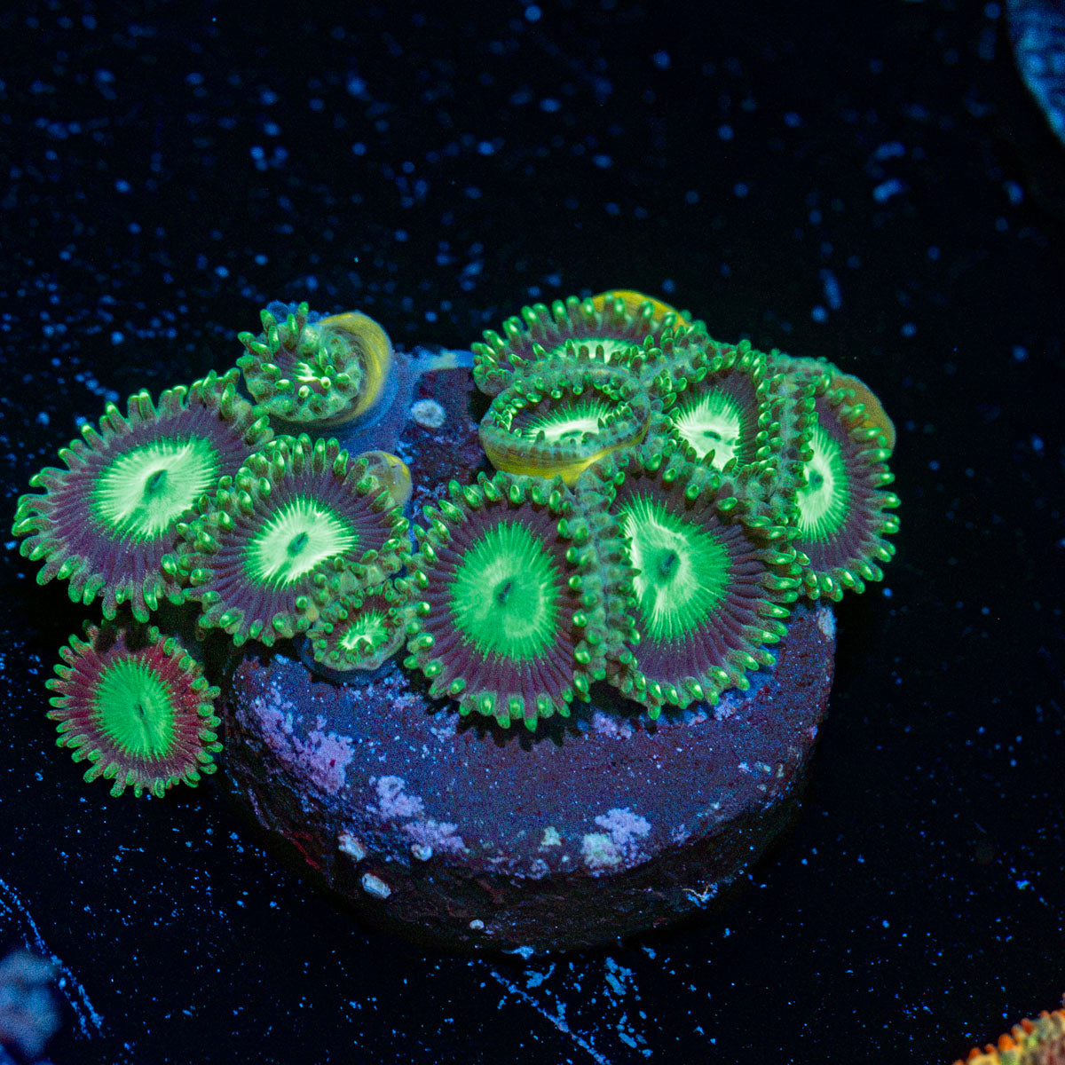 Emerald City Zoanthid Coral colony growth in reef aquarium