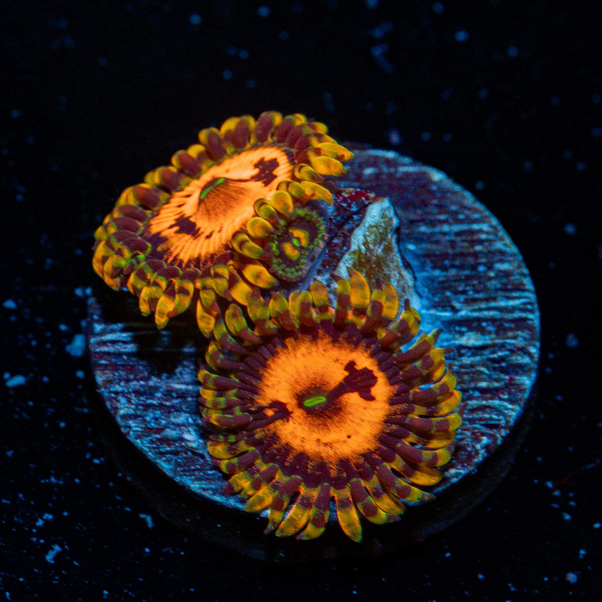 Piranha Plants Zoanthid Coral with colony growth in reef aquarium