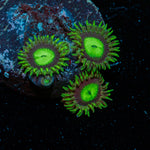 Emerald City Zoanthid Coral colony growth in reef aquarium