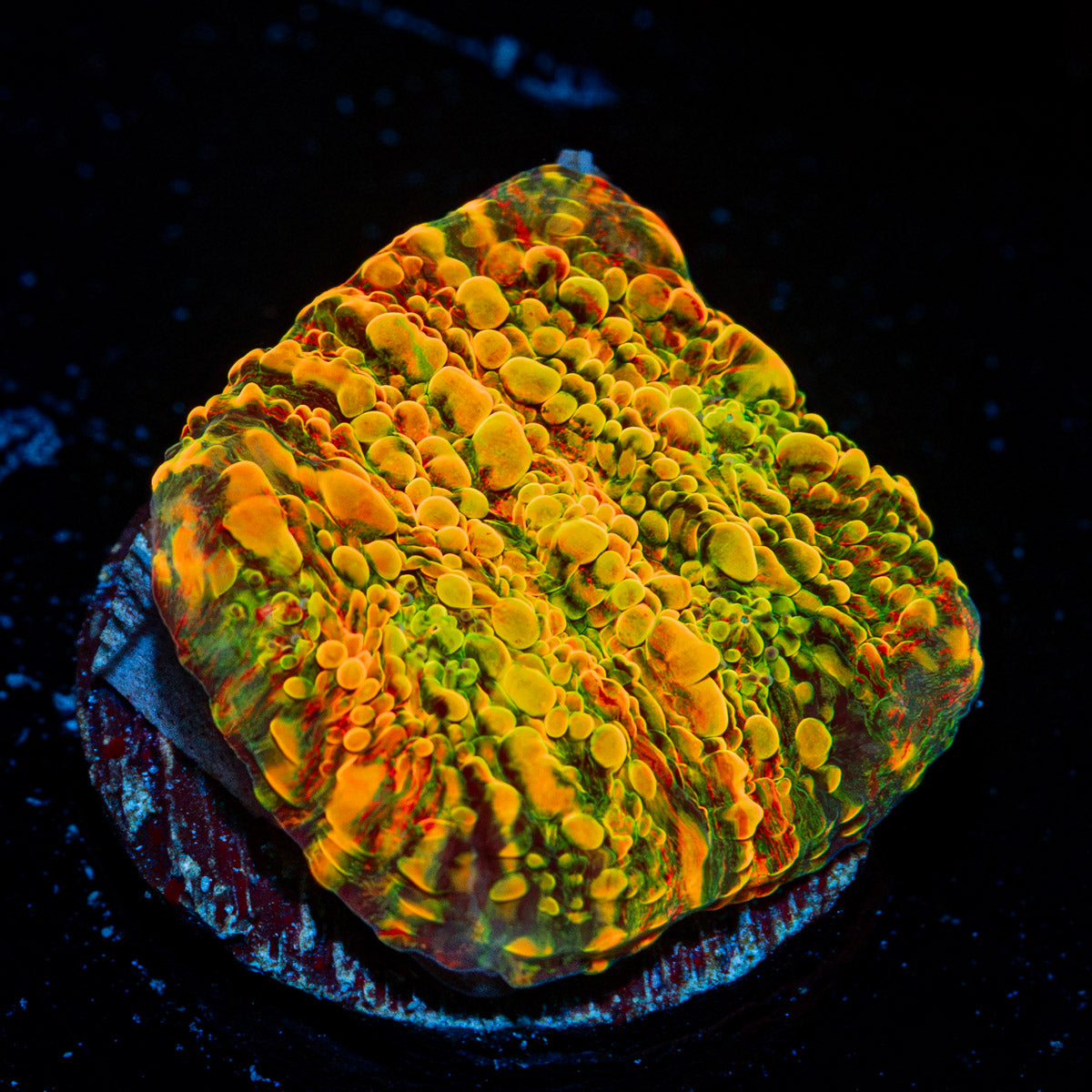Cloudberry Chalice Coral with encrusting growth in reef aquarium