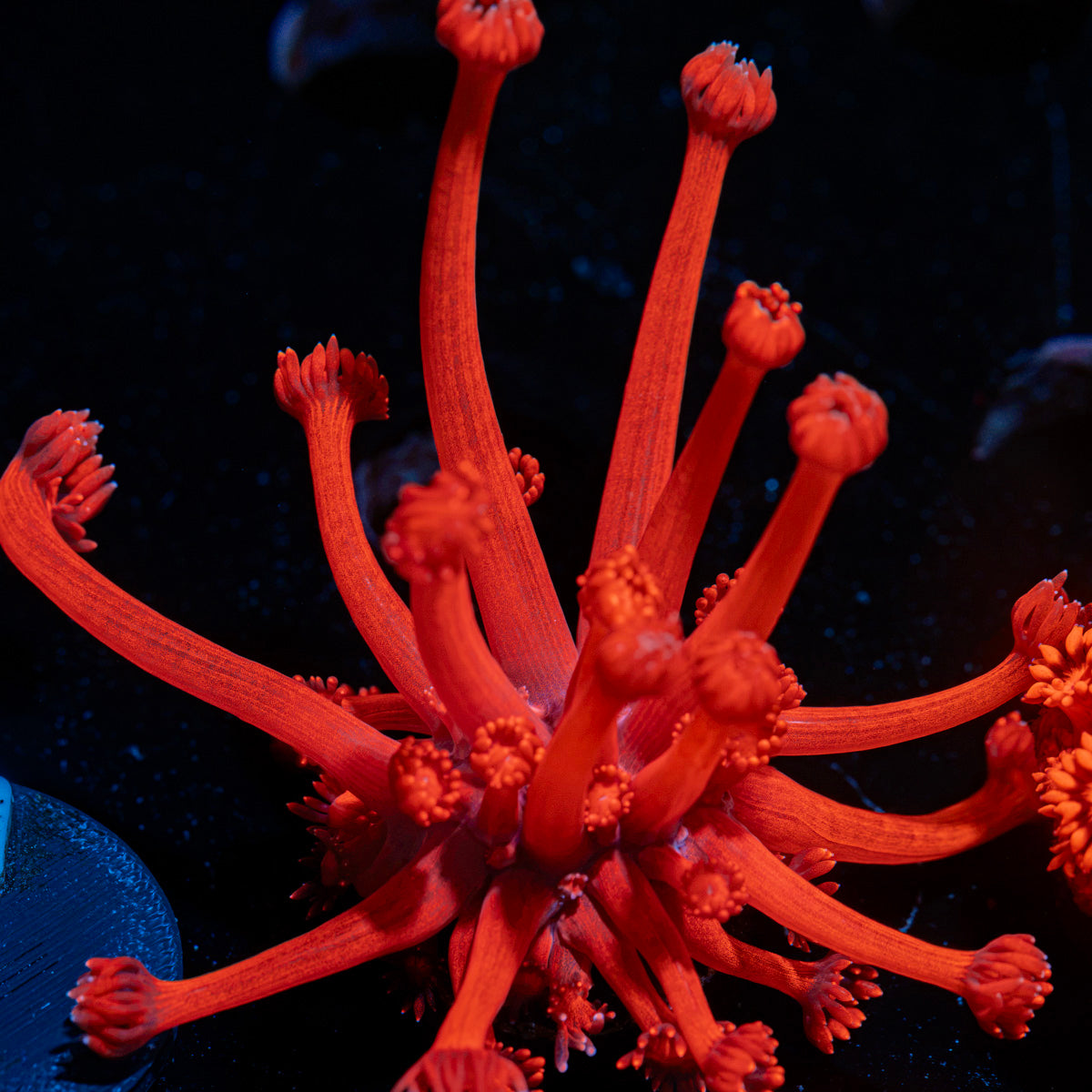 Red Bull Goniopora Coral with flower-like polyps in reef aquarium