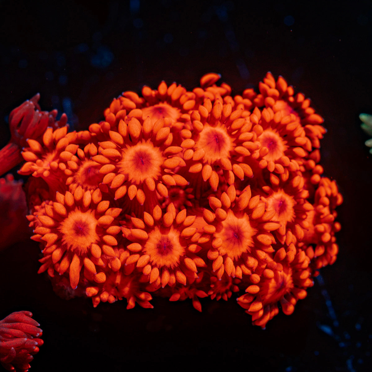 Red Bull Goniopora Coral with flower-like polyps in reef aquarium