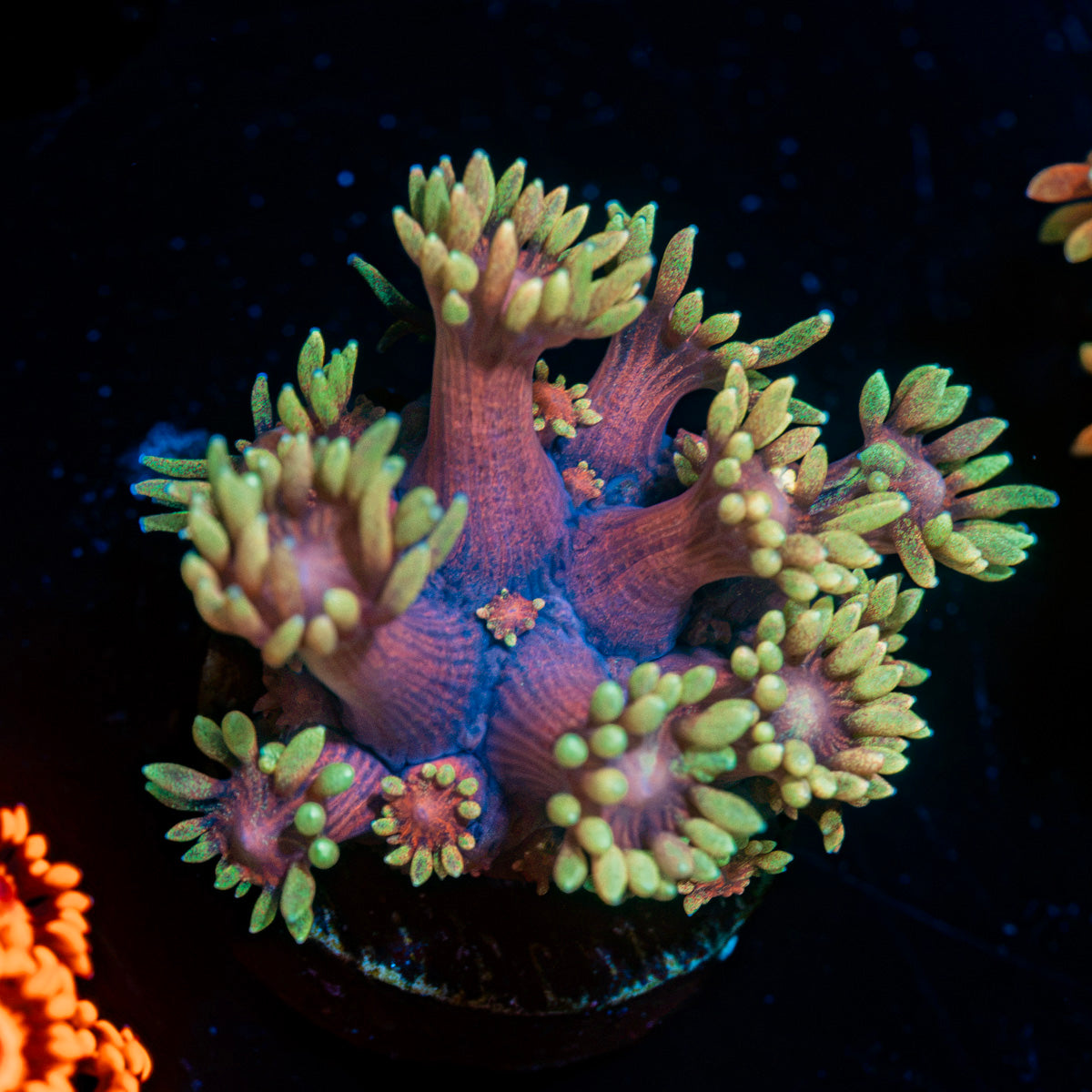 Iron Bandit Goniopora Coral with flower-like polyps in reef aquarium