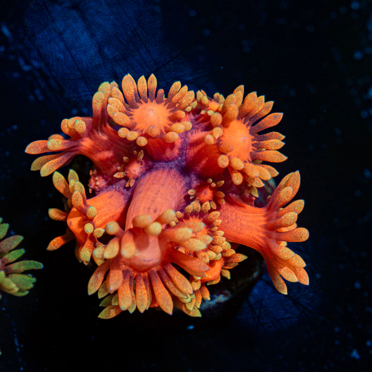 IronMan Goniopora Coral with flower-like polyps in reef aquarium