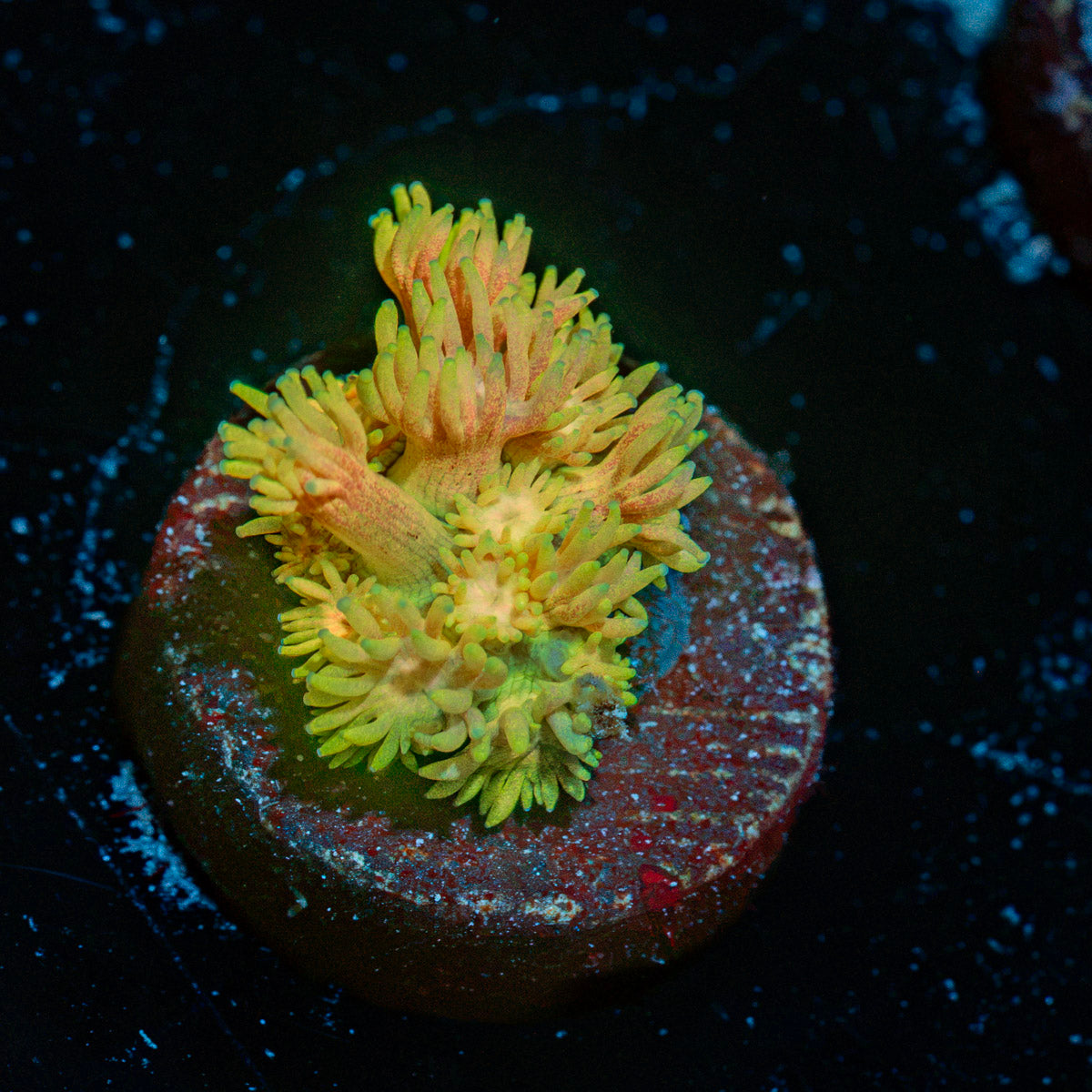 Tweety Birds Goniopora Coral with flower-like polyps in reef aquarium