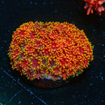 Rainbow Micro Goniopora Coral with flower-like polyps in reef aquarium