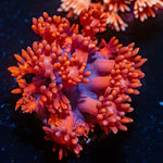 Red Bull Goniopora Coral with flower-like polyps in reef aquarium