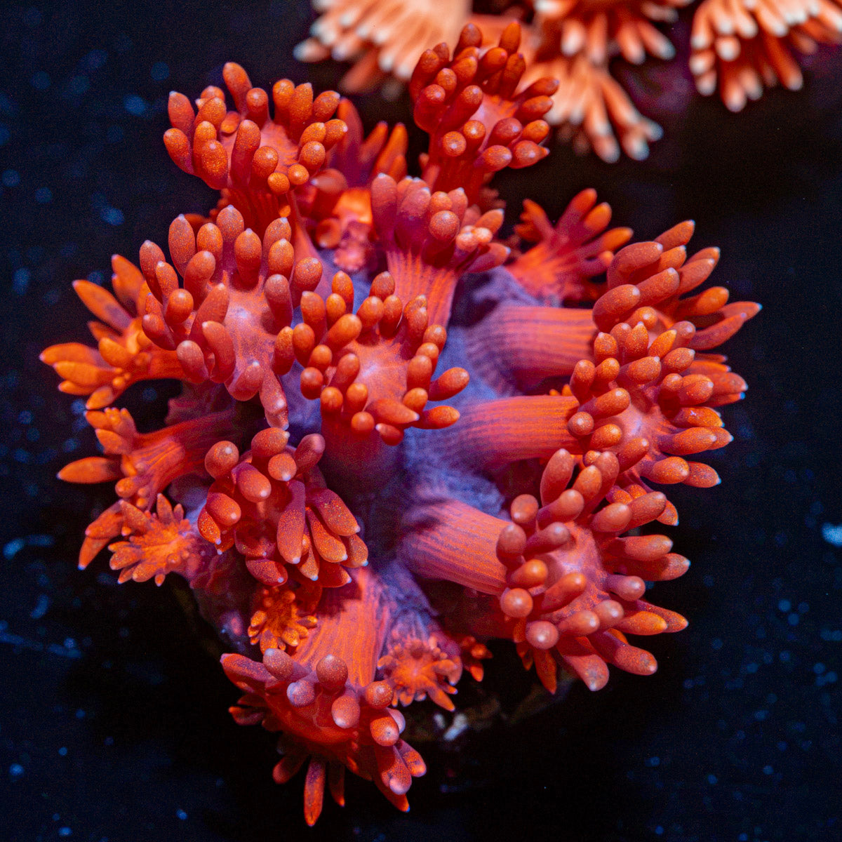 Red Bull Goniopora Coral with flower-like polyps in reef aquarium