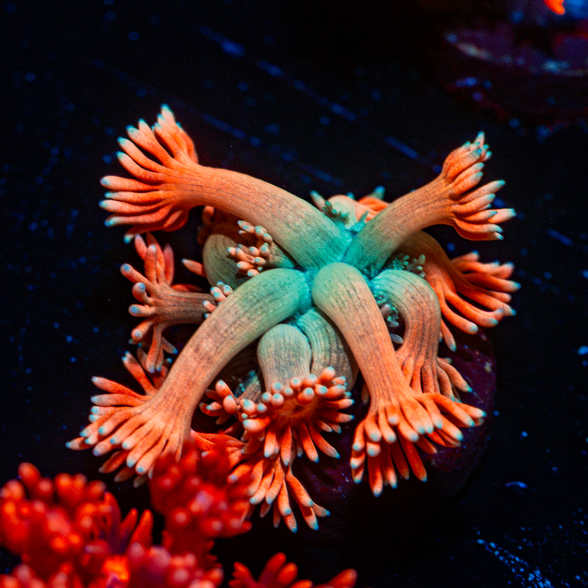 Forbidden Fruits Goniopora Coral with flower-like polyps in reef aquarium