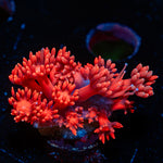 Red Bull Goniopora Coral with flower-like polyps in reef aquarium