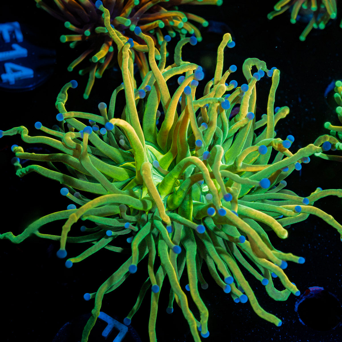 Holy Grail Torch Euphyllia Coral with flowing tentacles in reef aquarium