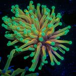 Inferno Torch Euphyllia Coral with flowing tentacles in reef aquarium