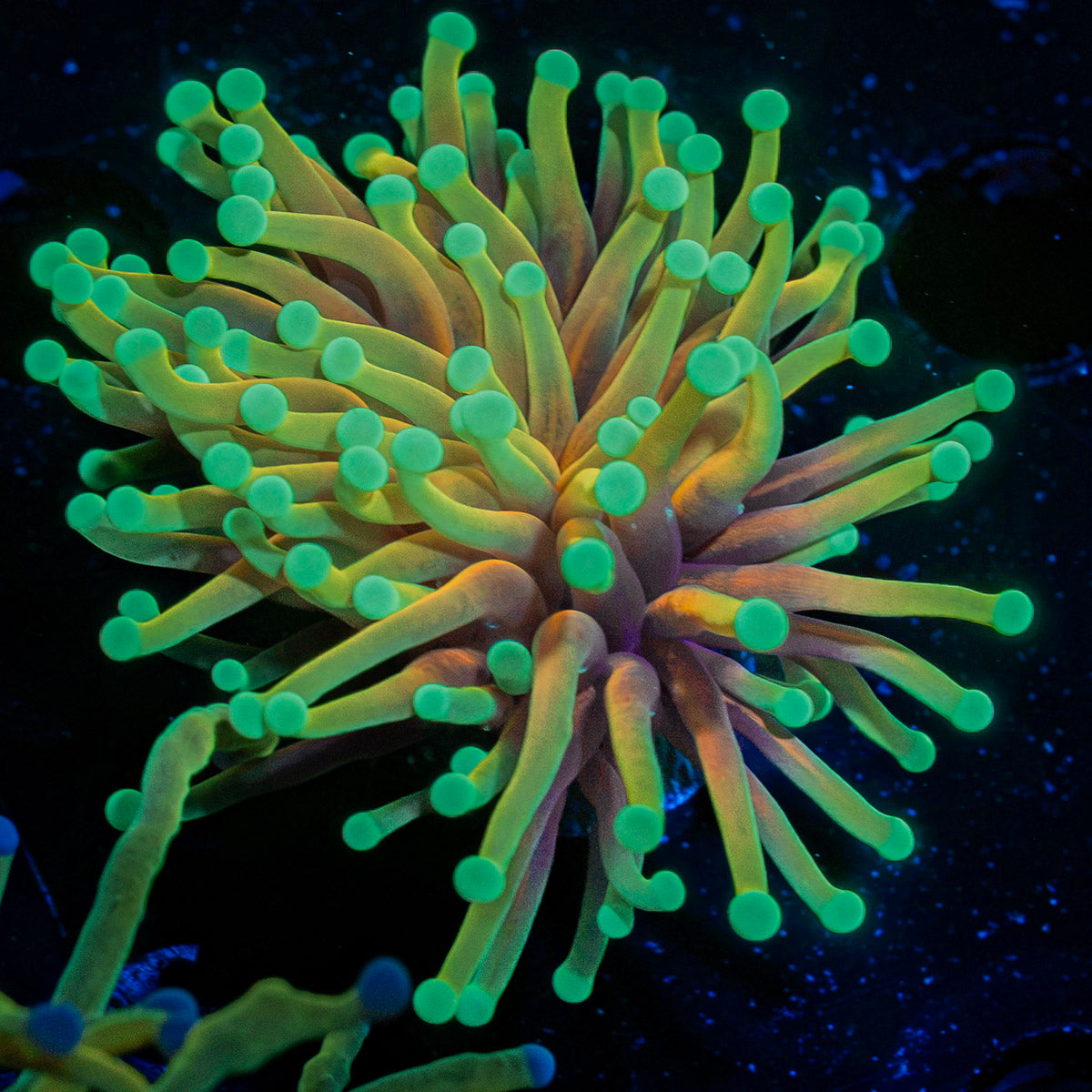 Inferno Torch Euphyllia Coral with flowing tentacles in reef aquarium