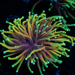 21 Tails torch Euphyllia Coral with flowing tentacles in reef aquarium