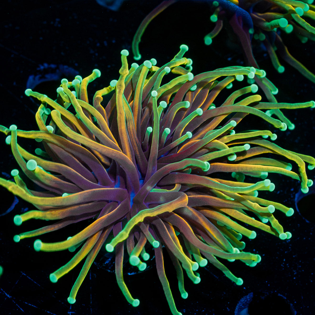 21 Tails torch Euphyllia Coral with flowing tentacles in reef aquarium