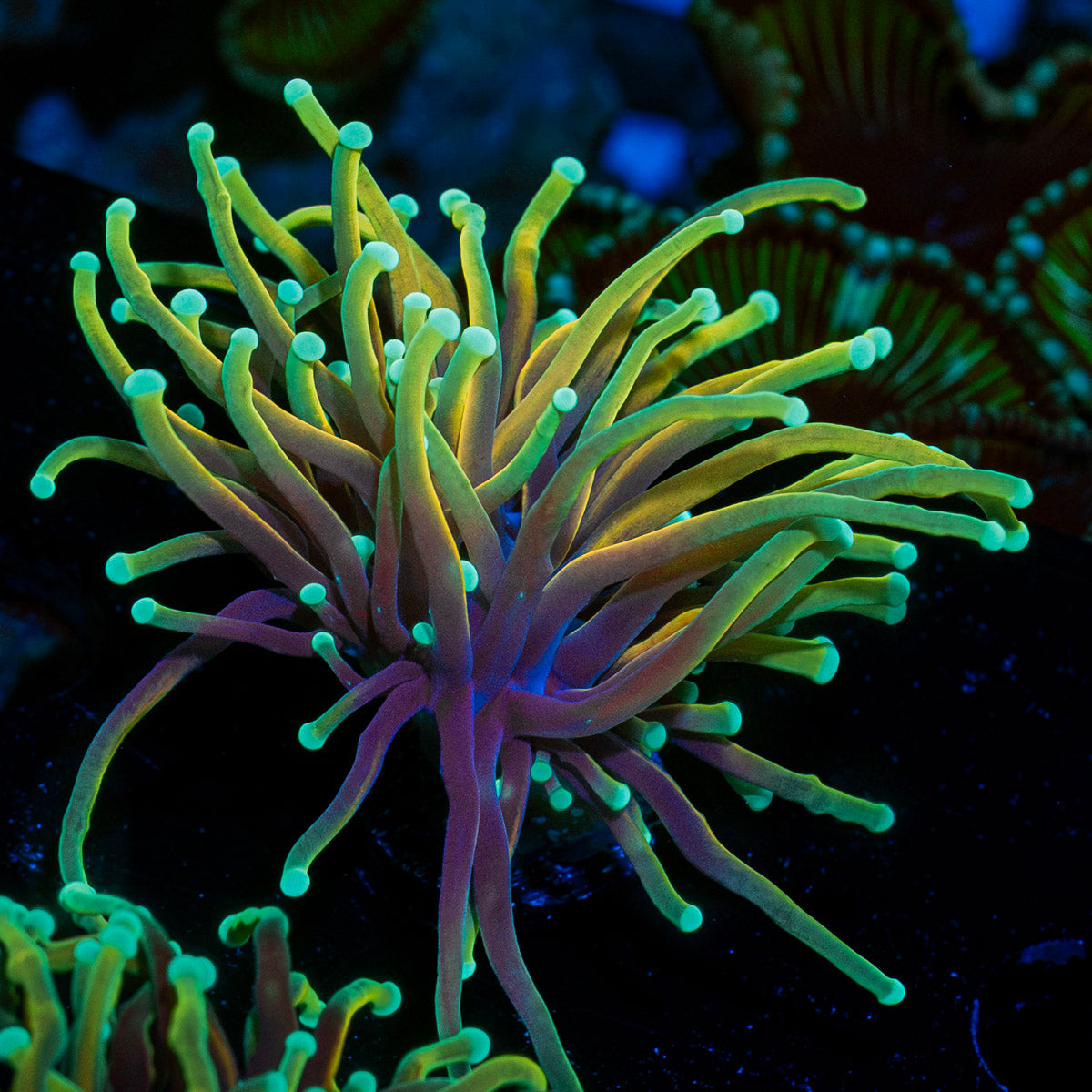 21 Tails torch Euphyllia Coral with flowing tentacles in reef aquarium
