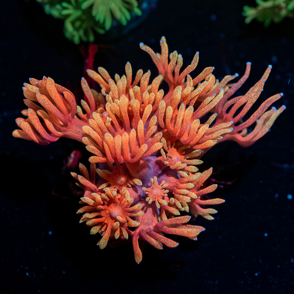 Aztec Warrior Zoanthid 