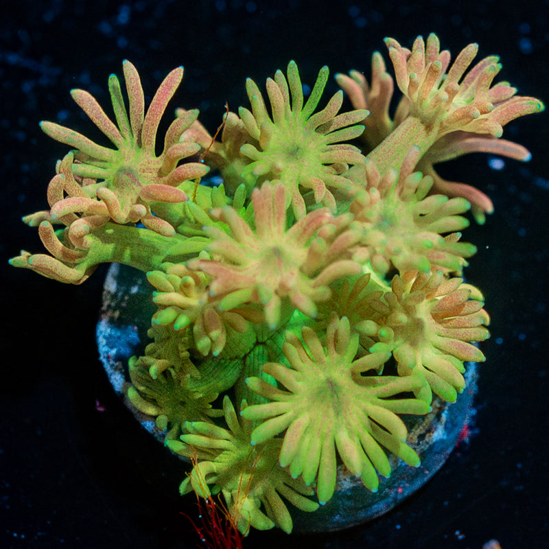 Iron Man zoanthid