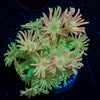 Lovers Goniopora 