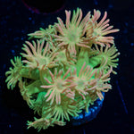 Lovers Goniopora 