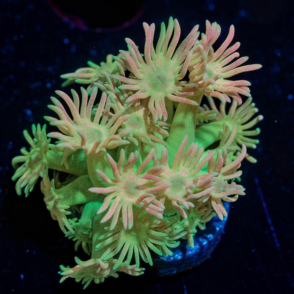 Lovers Goniopora 