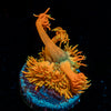 Lola Bunny Zoanthid 