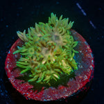 Lovers Goniopora 